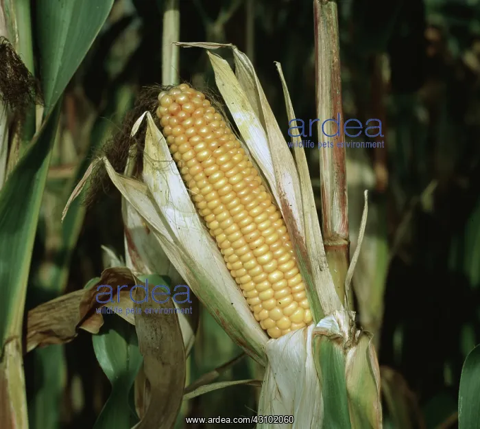 : An ear of mature corn : An ear of mature corn