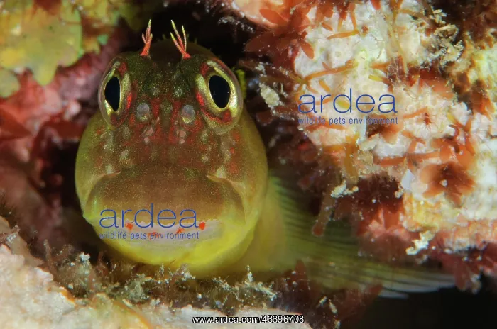 : Eared Blenny : Eared Blenny