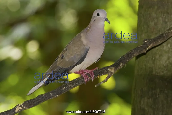 : Eared Dove : Eared Dove