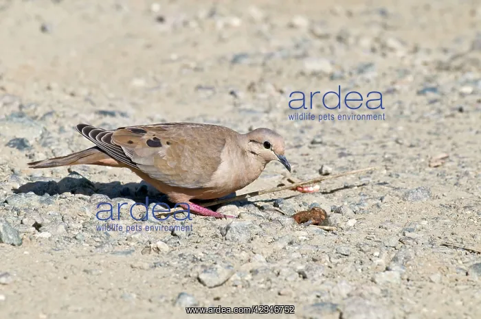 : Eared dove - female on stony ground : Eared dove - female on stony ground
