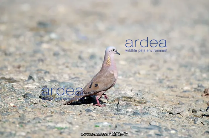 : Eared dove - male on stony ground : Eared dove - male on stony ground