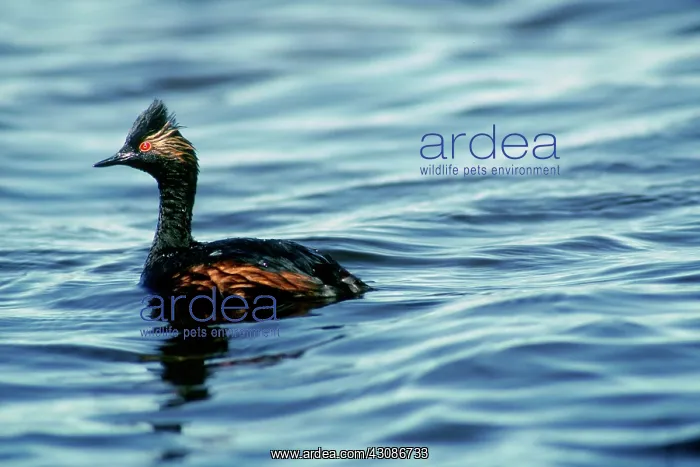 : Eared Grebe : Eared Grebe