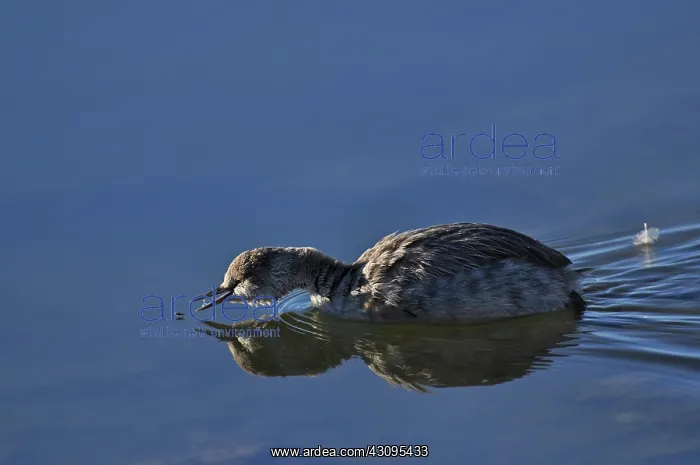 : Eared Grebe capturing a Mono Lake alkali fly : Eared Grebe capturing a Mono Lake alkali fly
