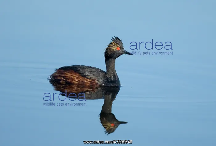 : Eared Grebe (Podiceps nigricollis) : Eared Grebe (Podiceps nigricollis)