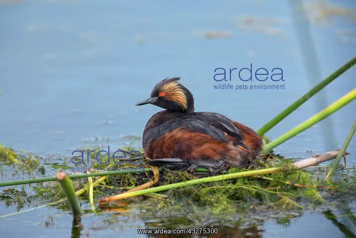 : Eared Grebe, Podiceps nigricollis. Adult on nest at Benton : Eared Grebe, Podiceps nigricollis. Adult on nest at Benton