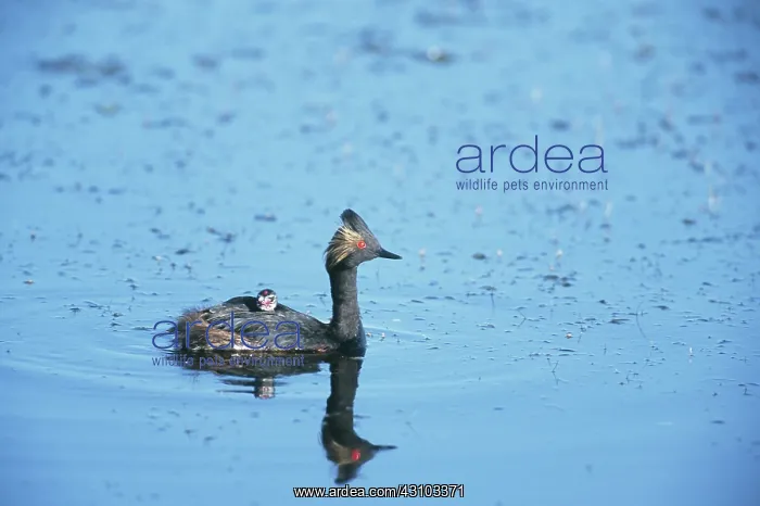 : Eared Grebe with young on back : Eared Grebe with young on back