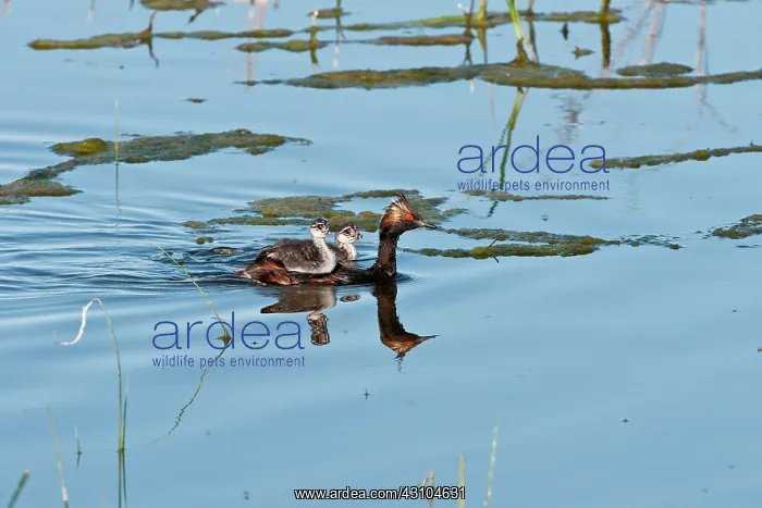 : Eared Grebe with young : Eared Grebe with young