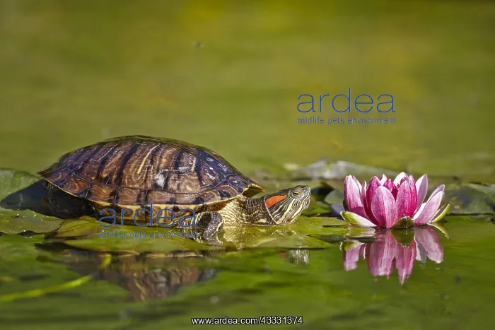 : Eared slider (Trachemys scripta elegans) on leaf : Eared slider (Trachemys scripta elegans) on leaf