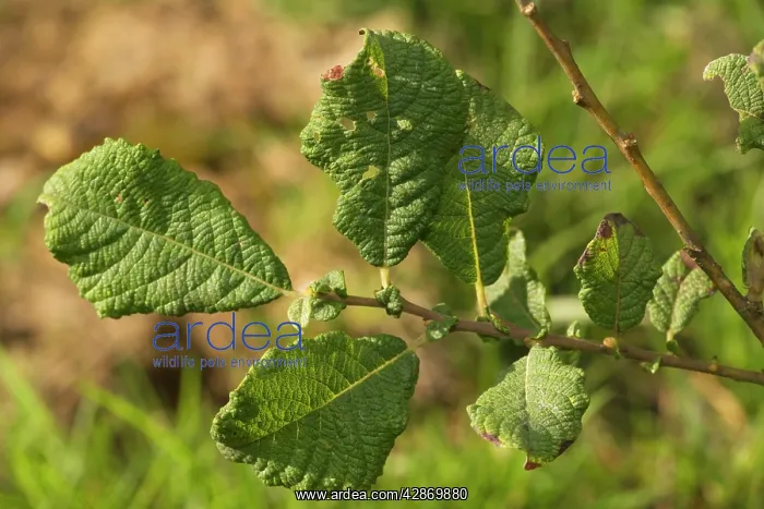  : Eared Willow