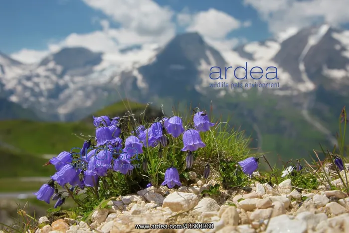 : Earleaf Bellflower - flowering - Hohe Tauern National : Earleaf Bellflower - flowering - Hohe Tauern National