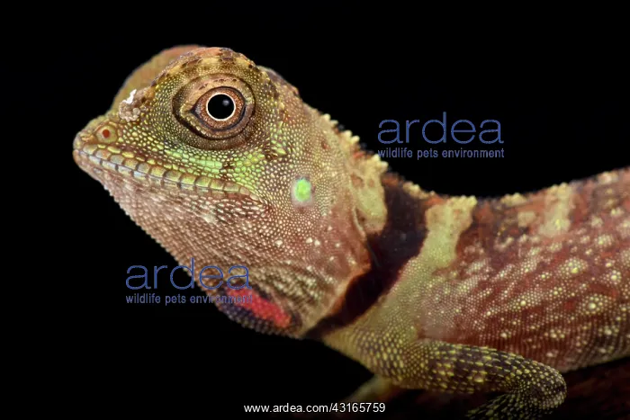  : Earless Agamid (Aphaniotis fusca), Malaysia