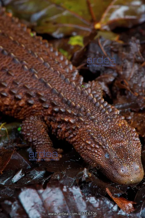 : Earless monitor lizard (Lanthanotus borneensis) : Earless monitor lizard (Lanthanotus borneensis)