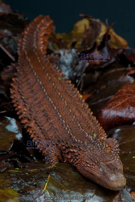 : Earless monitor lizard (Lanthanotus borneensis) : Earless monitor lizard (Lanthanotus borneensis)