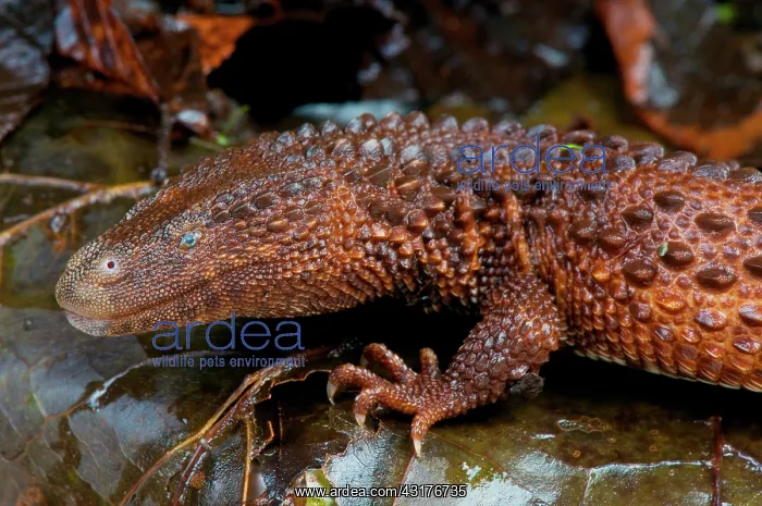 : Earless monitor lizard (Lanthanotus borneensis) : Earless monitor lizard (Lanthanotus borneensis)