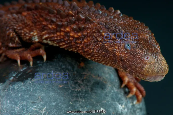 : Earless monitor lizard (Lanthanotus borneensis) : Earless monitor lizard (Lanthanotus borneensis)