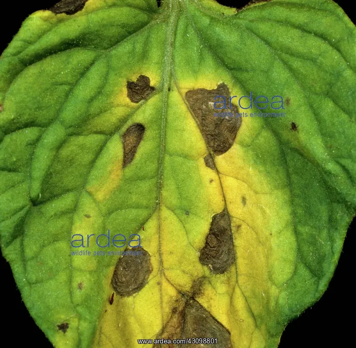 : Early blight of Tomato : Early blight of Tomato
