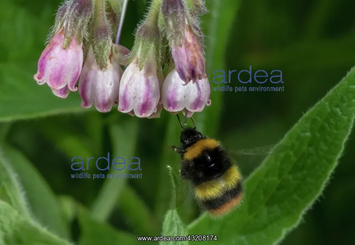 : Early bumblebee, Bombus pratorum, at flowers of : Early bumblebee, Bombus pratorum, at flowers of