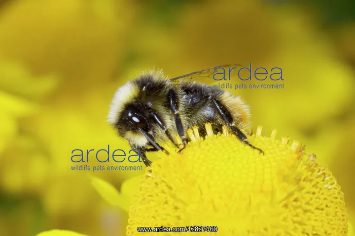 : Early Bumblebee - male visiting Helenium Flower : Early Bumblebee - male visiting Helenium Flower