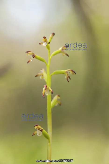 : Early Coralroot : Early Coralroot