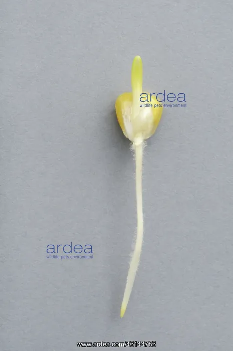  : Early corn development