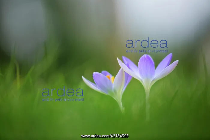 : Early crocus, Crocus tommasinianus, Side view of : Early crocus, Crocus tommasinianus, Side view of