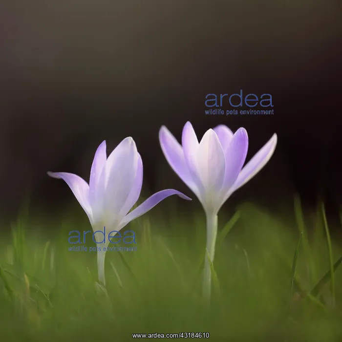 : Early crocus, Crocus tommasinianus, Side view of : Early crocus, Crocus tommasinianus, Side view of