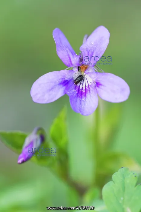 : Early Dog Violet : Early Dog Violet