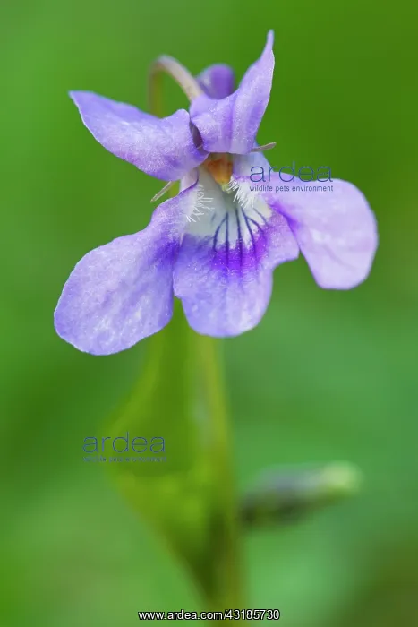: Early Dog Violet : Early Dog Violet