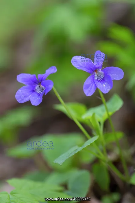 : Early Dog-violet : Early Dog-violet