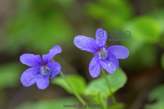: Early Dog-violet : Early Dog-violet