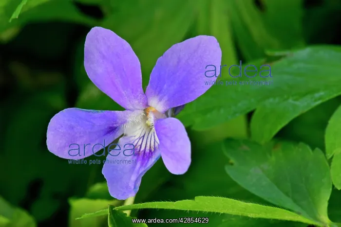  : Early dog violet - single blossom growing on forest floor