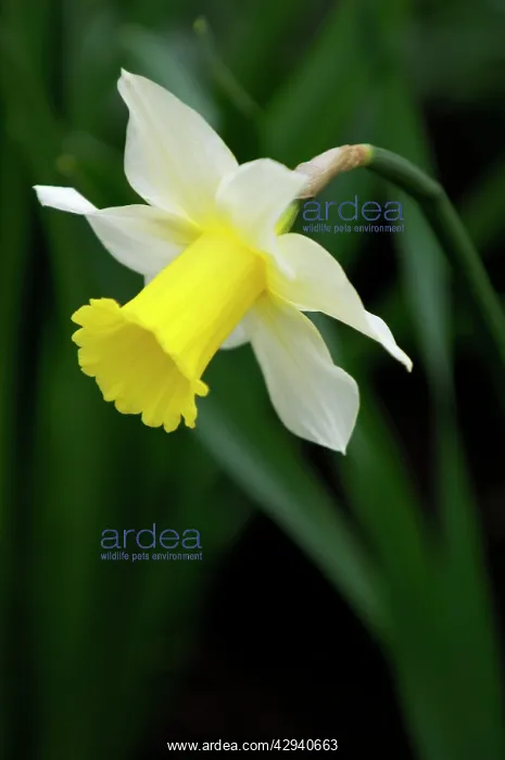 : An early flowering variety of daffodil - long established : An early flowering variety of daffodil - long established