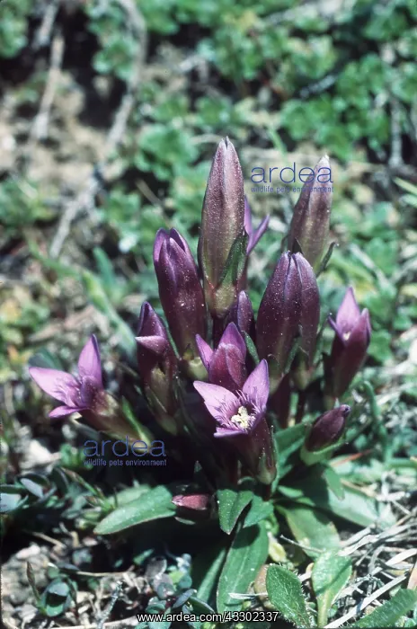 : EARLY GENTIAN : EARLY GENTIAN