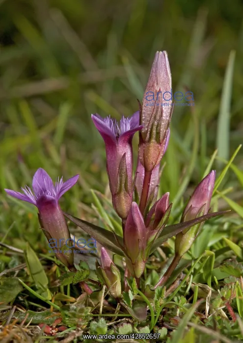 : Early gentian - in flower : Early gentian - in flower