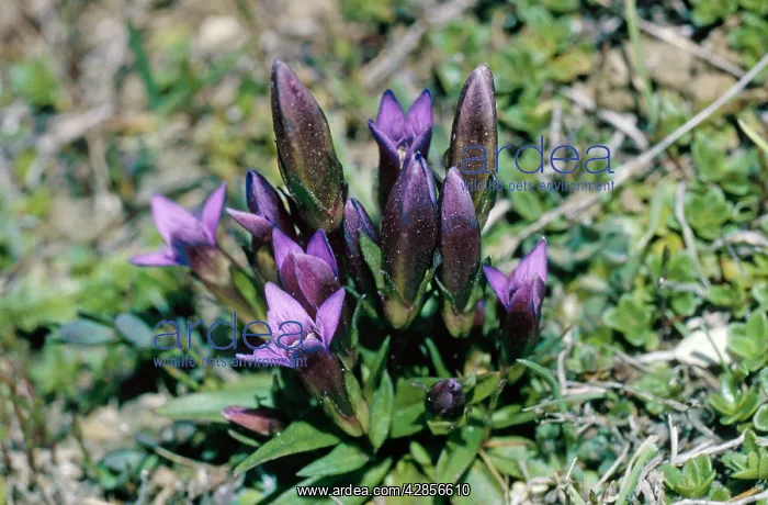 : EARLY GENTIAN - in flower : EARLY GENTIAN - in flower