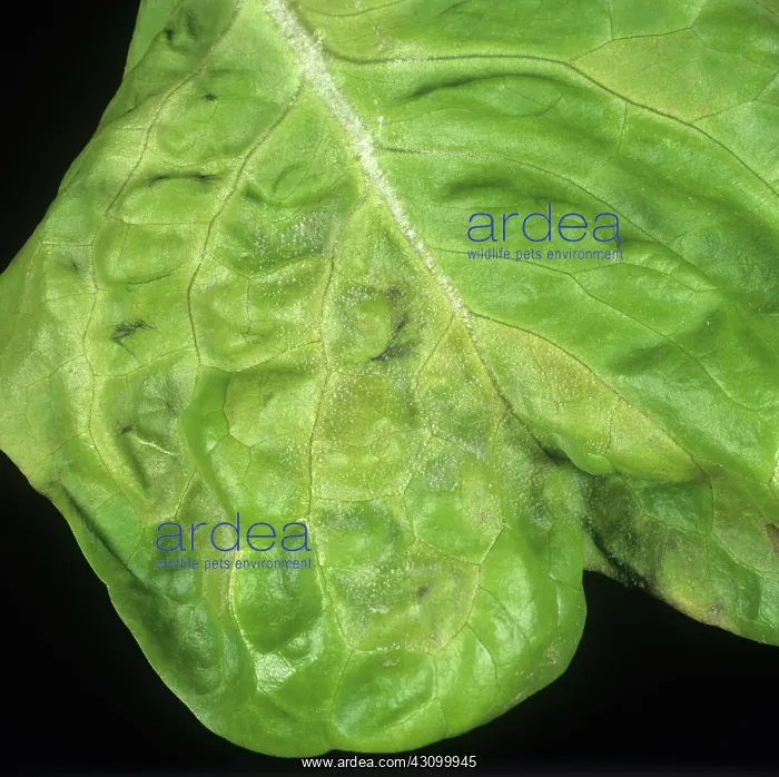 : Early infection of downy mildew on lettuce leaf : Early infection of downy mildew on lettuce leaf