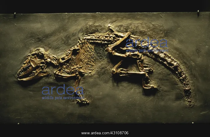 : Early Insectivore Fossil : Early Insectivore Fossil