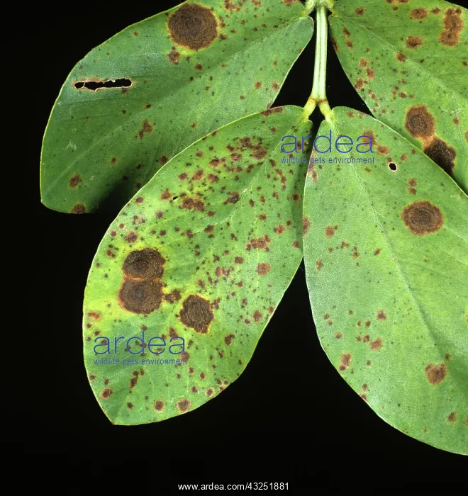 : Early and Late Leaf Spot on Peanut leaves : Early and Late Leaf Spot on Peanut leaves