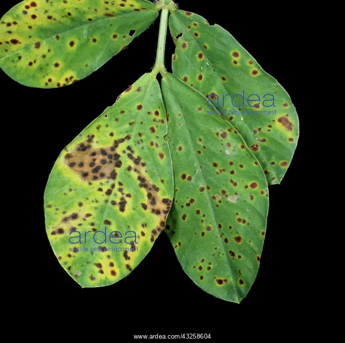 : Early Leaf Spot (Cercospora arachidicola) : Early Leaf Spot (Cercospora arachidicola)