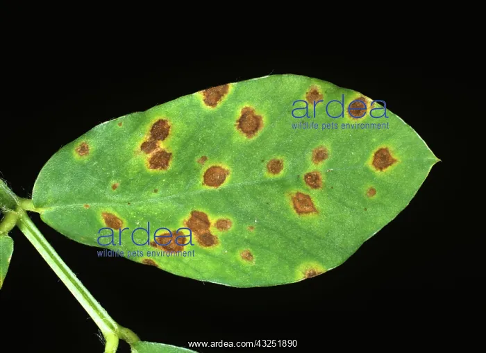 : Early Leaf Spot lesions on Peanut leaf : Early Leaf Spot lesions on Peanut leaf