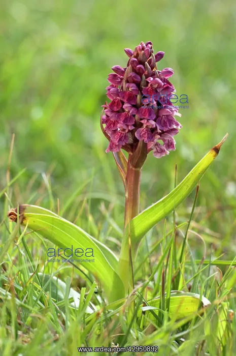 : Early Marsh Orchid : Early Marsh Orchid