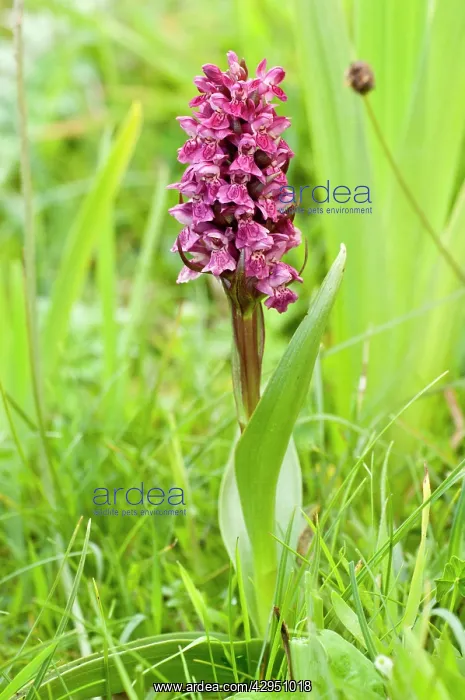 : Early Marsh Orchid : Early Marsh Orchid