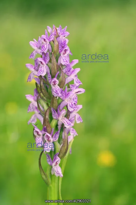 : Early Marsh Orchid : Early Marsh Orchid