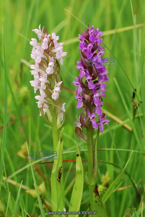 : Early Marsh Orchid : Early Marsh Orchid