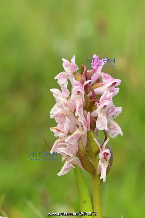 : Early Marsh Orchid : Early Marsh Orchid