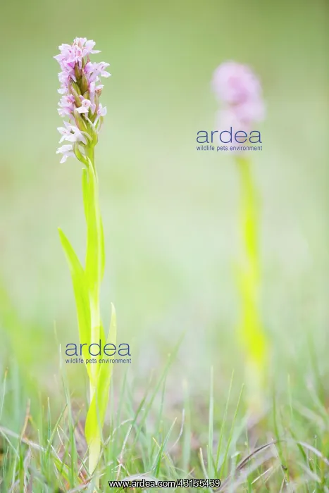 : Early Marsh-Orchid : Early Marsh-Orchid