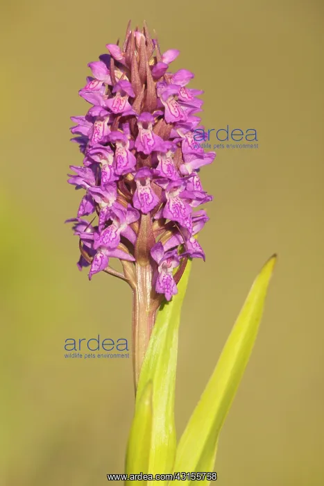 : Early Marsh-Orchid : Early Marsh-Orchid