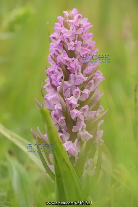 : Early Marsh-Orchid : Early Marsh-Orchid