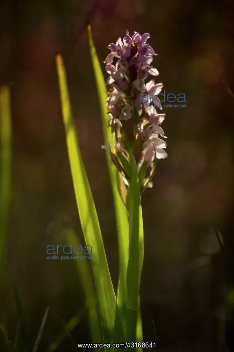 : Early Marsh-Orchid : Early Marsh-Orchid