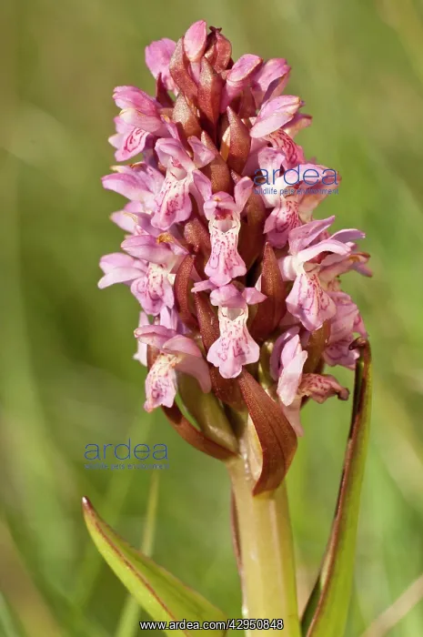 : Early marsh orchid - Close up of flower head : Early marsh orchid - Close up of flower head